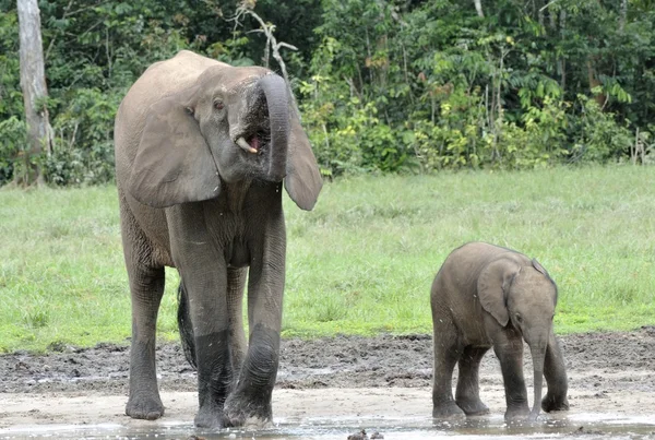 De olifant kalf en olifant koe de Afrikaanse bos olifant, Loxodonta africana cyclotis. Op de Dzanga saline (een bos een clearing) Centraal-Afrikaanse Republiek, Dzanga Sangha — Stockfoto