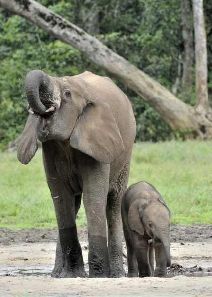 De olifant kalf en olifant koe de Afrikaanse bos olifant, Loxodonta africana cyclotis. Op de Dzanga saline (een bos een clearing) Centraal-Afrikaanse Republiek, Dzanga Sangha — Stockfoto