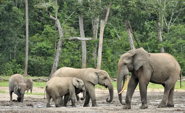 El elefante ternero y la vaca elefante El elefante del bosque africano, Loxodonta africana cyclotis. En la salina Dzanga (un claro forestal) República Centroafricana, Dzanga Sangha — Foto de Stock