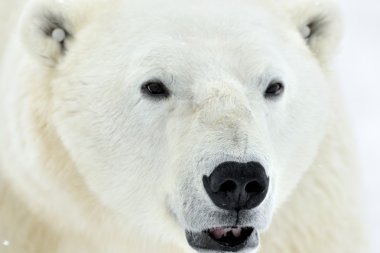 Portre erkek kutup ayısı (Ursus maritimus kapatın)