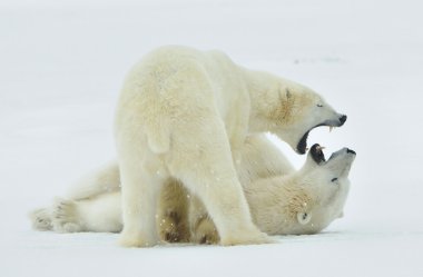 Kutup ayıları (Ursus maritimus) kar üzerinde mücadele.