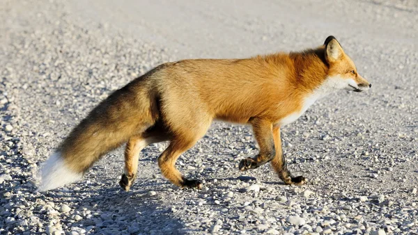 Retrato de close-up em raposa vermelha, vulpes vulpes — Fotografia de Stock