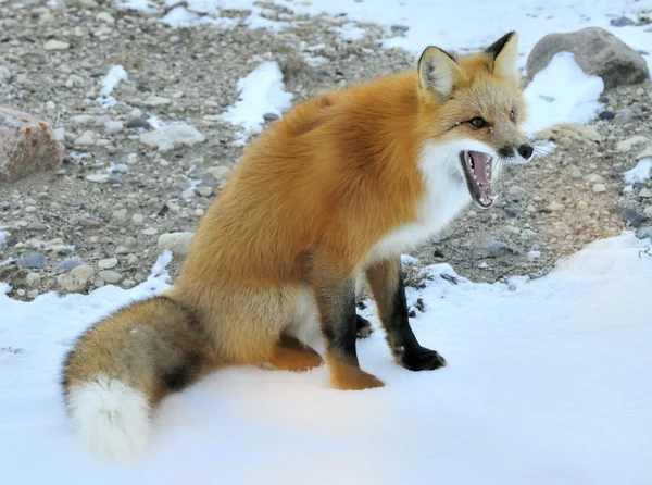 Retrato de close-up em raposa vermelha, vulpes vulpes — Fotografia de Stock