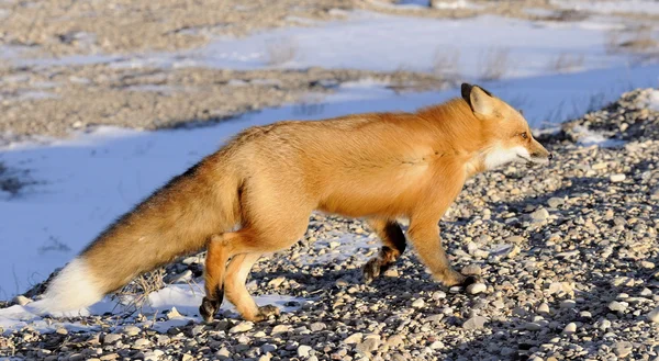 Retrato de close-up em raposa vermelha, vulpes vulpes — Fotografia de Stock