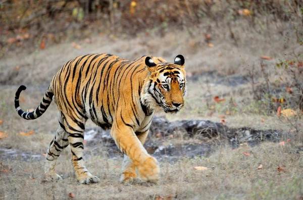 Um tigre indiano na natureza . — Fotografia de Stock