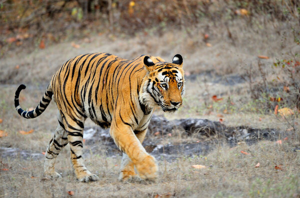 An Indian tiger in the wild.