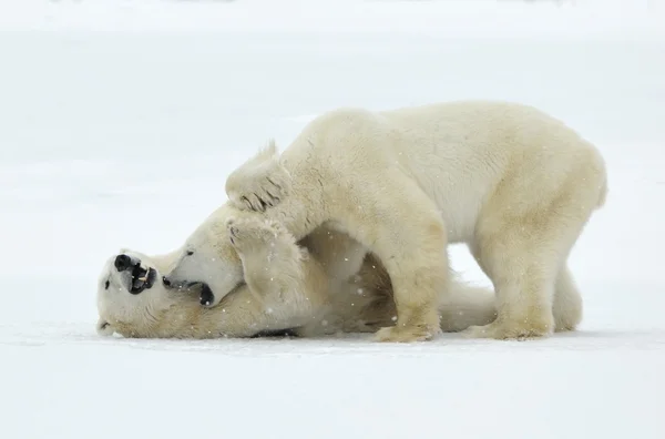 Kutup ayıları (Ursus maritimus) kar üzerinde mücadele. — Stok fotoğraf