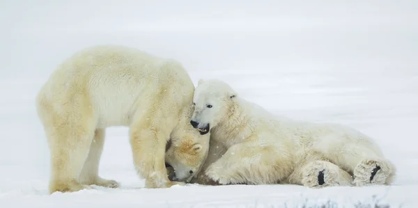 Lutando contra ursos polares (Ursus maritimus) na neve . — Fotografia de Stock