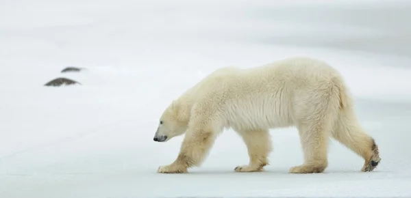 Polar bears (Ursus maritimus ) on the snow. — Stock Photo, Image