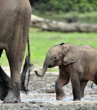 Fil yavru bir fil inek Afrika orman fili, Loxodonta africana cyclotis sütü ile besleniyor. Dzanga serum fizyolojik (orman Temizleme) Orta Afrika Cumhuriyeti, Dzanga Sangha