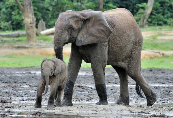 De olifant kalf wordt gevoed met melk van een koe olifant de Afrikaanse bos olifant, Loxodonta africana cyclotis. Op de Dzanga saline (een bos een clearing) Centraal-Afrikaanse Republiek, Dzanga Sangha — Stockfoto