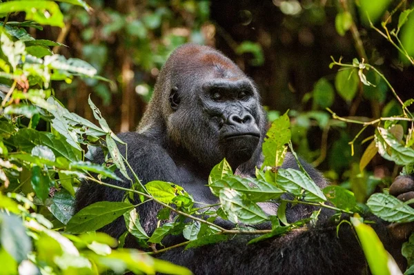 Portrait of a western lowland gorilla (Gorilla gorilla gorilla) close up at a short distance. — Stock fotografie