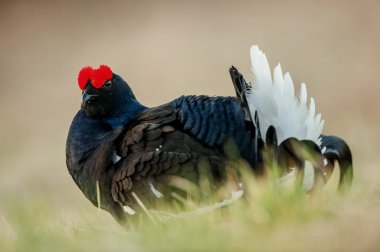 siyah orman tavuğu (Tetrao tetrix), blackgame (Lyrurus tetrix). Bir lekking siyah orman tavuğu portresi (Tetrao tetrix) Sunrise .