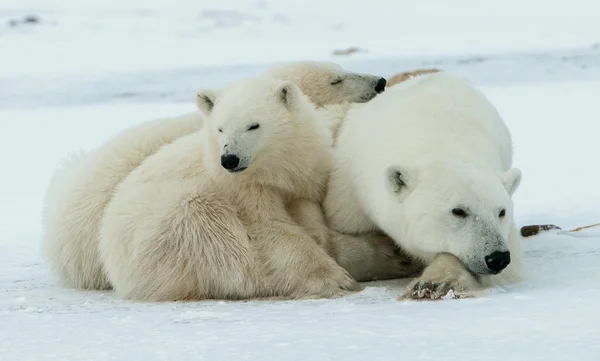 Polar hon-bear med ungar. — Stockfoto