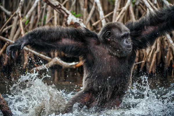 The male of a chimpanzee runs on water — Zdjęcie stockowe