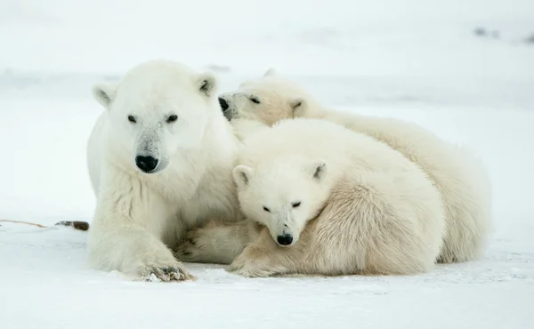 Polar hon-bear med ungar. — Stockfoto