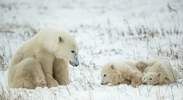 Polar hon-bear med ungar. Royaltyfria Stockfoton