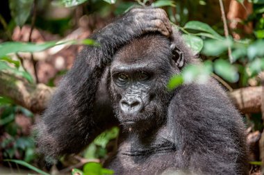 Lowland gorilla in jungle Congo clipart