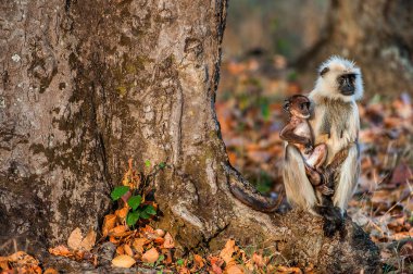 Langur with a cub sits on a tree root in sunset light. Hanuman Langur, Grauer Langur Common langur Presbytis entellus. Langur monkey (semnopithecus entellus)