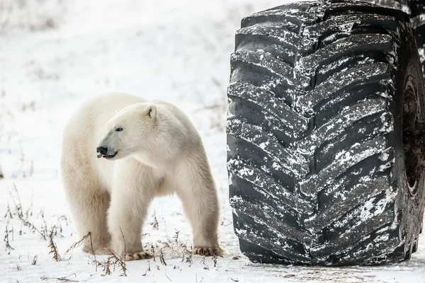 Little bear or big wheel — Stok fotoğraf