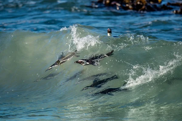 Африканские пингвины плавают в океанских волнах — стоковое фото