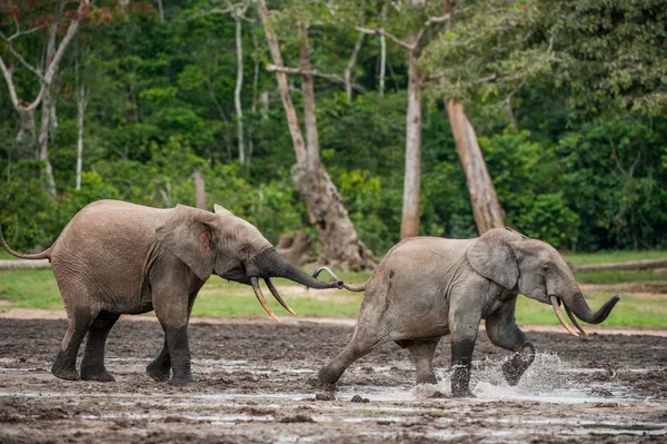 Sta attaccando Elephant. Foresta — Foto Stock