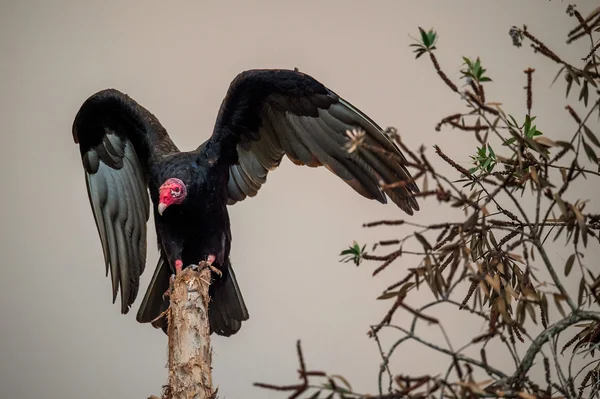 Turkiet gam wings — Stockfoto