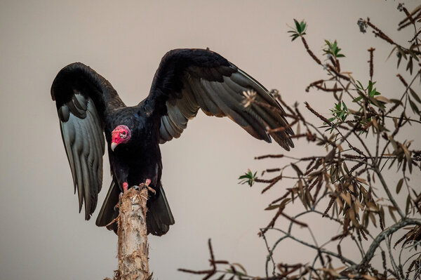 Turkey Vulture wings