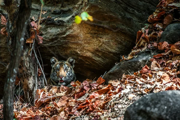 Young Bengal tiger — Stock Photo, Image