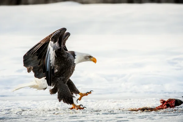 Águia-careca (Haliaeetus leucocephalus ) — Fotografia de Stock