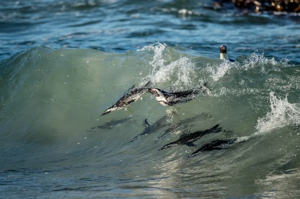 African penguins swimming in ocean wave — Stock Photo, Image