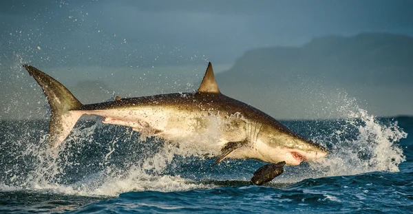 Grande tubarão branco (Carcharodon carcharias) violando em um ataque — Fotografia de Stock