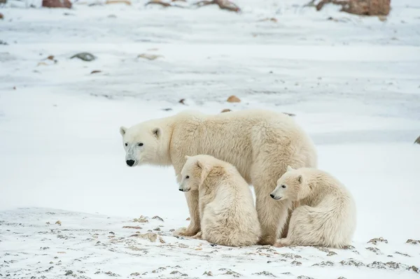 Polar she-bear with cubs. Stock Picture