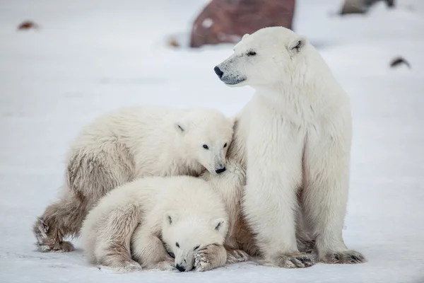 Polar hon-bear med ungar. Stockfoto