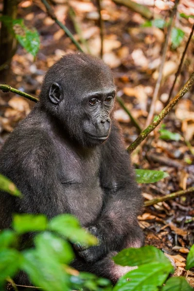 Lowland gorilla in jungle Congo. — Stock Photo, Image