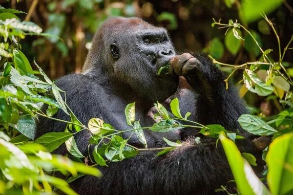 在很短的距离关门的西部低地大猩猩 西部低地大猩猩 的肖像 大猩猩 成年的雄性大猩猩在本机的栖息地 中非共和国的丛林 — 图库照片