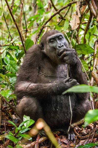 Gorila nížinná v džungli Kongo. — Stock fotografie