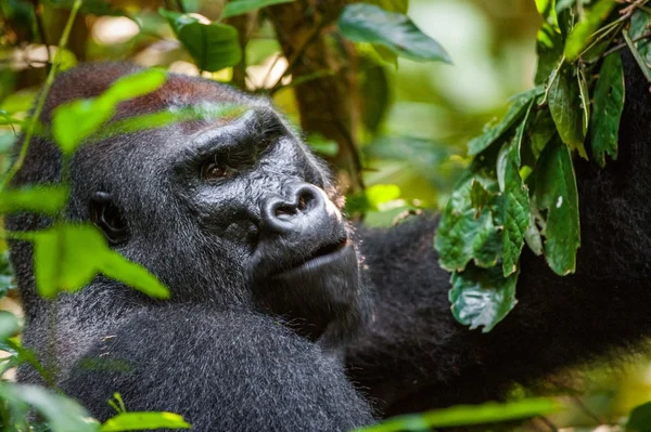 在很短的距离关门的西部低地大猩猩 西部低地大猩猩 的肖像 大猩猩 成年的雄性大猩猩在本机的栖息地 中非共和国的丛林 — 图库照片