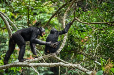 Bonobo (Pan Paniscus) üzerinde bir ağaç dalı.