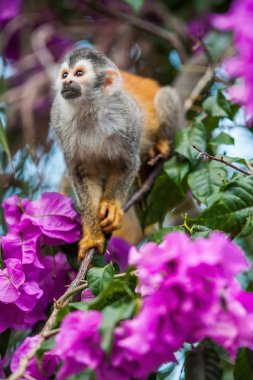 The squirrel monkey and pink flowers. clipart