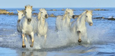 Beyaz Camargue at sürüsü