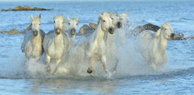 Beyaz Camargue at sürüsü