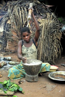 Jungle of the Central-African Republic.