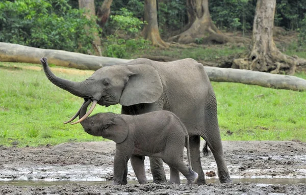 小象与大象幼崽 — 图库照片