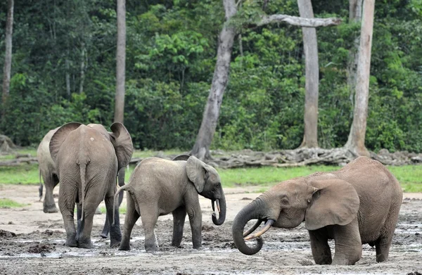Éléphants de forêt d'Afrique — Photo