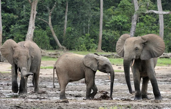 Elefantes forestales africanos — Foto de Stock