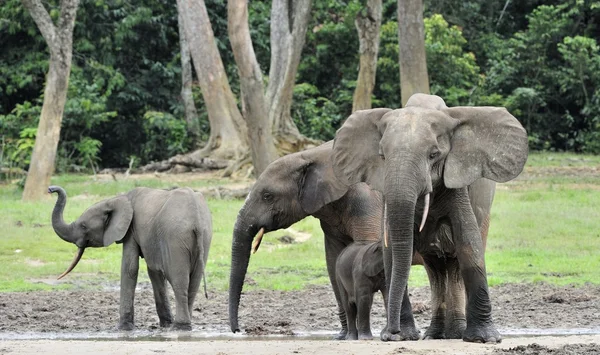 Gli elefanti della foresta africana — Foto Stock