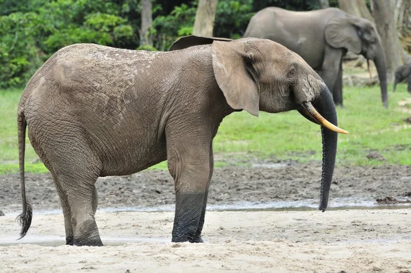 Elefantes forestales africanos — Foto de Stock