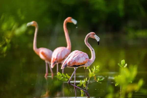 Карибские фламинго (Phoenicopterus ruber ruber  ) — стоковое фото