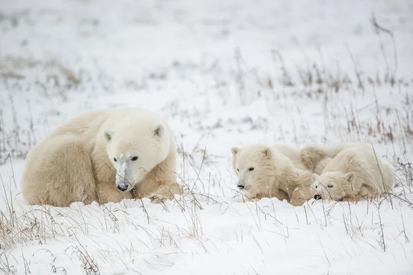 Polar ze-Beer met cubs. — Stockfoto